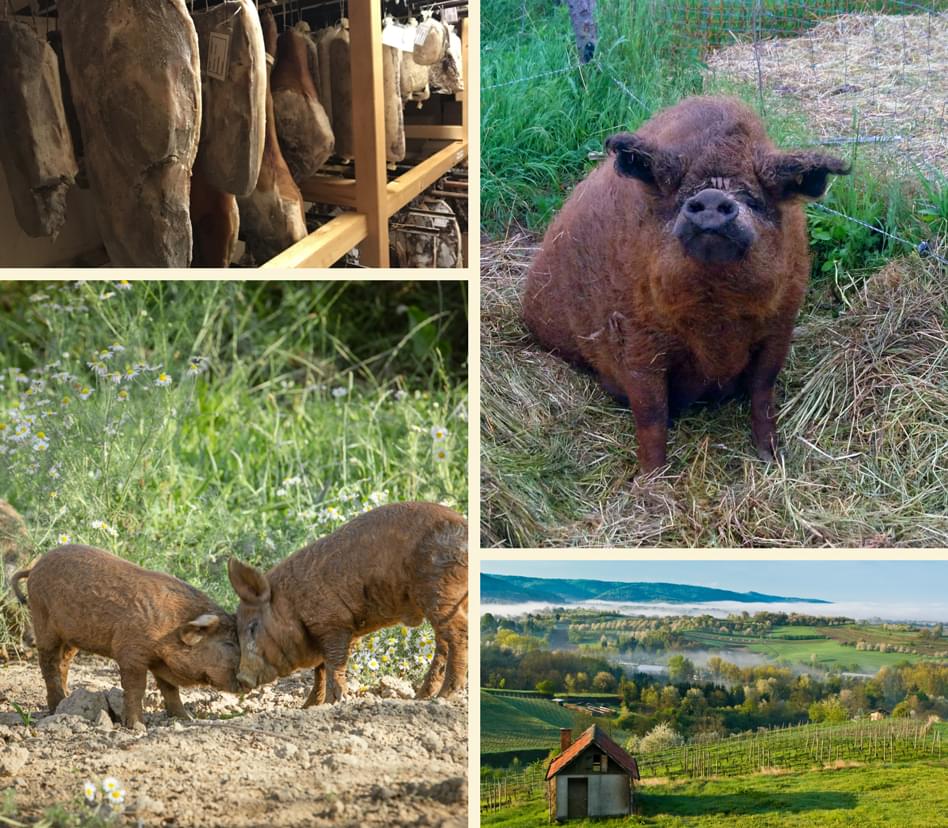 Eine Bilderkollage aus 4 Bildern. Zu sehen ist trocknender Schinken, ein neugieriges Mangalitza-Schwein, zwei Ferkel die liebevoll schmusen, und ein Bild der Landschaft.