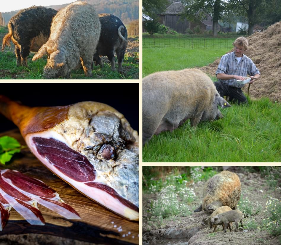 Eine Bilderkollage aus 4 Bildern. Zu sehen sind 3 Wollschweine am grasen, ein im Gras knieender Mann der von Hand ein Schwein füttert, ein luftgetrockneter Schinken, und eine Schweinefamilie in einer Blumenwiese.